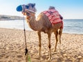 Closeup of a ccolorful camel on the beach near Muscat in Oman -