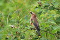 Closeup of a Cedar Wax Wing bird eating Saskatoon berries Royalty Free Stock Photo