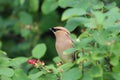 Closeup of a Cedar Wax Wing bird sitting in a berry bush Royalty Free Stock Photo