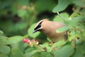 Closeup of a Cedar Wax Wing bird sitting in a berry bush Royalty Free Stock Photo