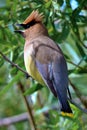Closeup of a Cedar Waxwing bird singing