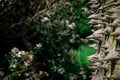 Closeup of ceiba tree thorn trunk