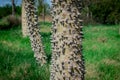 Closeup of ceiba tree thorn trunk