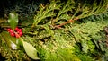 Closeup of celebrative Mistletoe, christmas