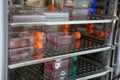 Cell culture flask in the incubator cabinet. Cell culture refers to the removal of cells from an animal or plant and their subsequ Royalty Free Stock Photo