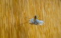 Closeup of a cellar spider going cannibalistic and wrapping another spider, long bodied cellar spider, common house insect specie