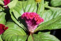 Closeup of a Celosia pink coral like flower