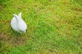 Closeup cement rabbit statue for decoration on grass floor in the garden background with copy space