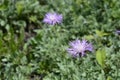 Centaurea bella with light violet flowers Royalty Free Stock Photo