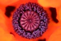 Closeup of the center of a red poppy.