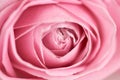 Closeup center of soft pink rose