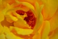 Closeup center yellow rose showing pistil stamen stigma filaments