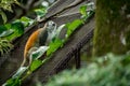 Closeup of a Central American squirrel monkey, Saimiri oerstedii. Royalty Free Stock Photo