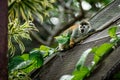 Closeup of a Central American squirrel monkey, Saimiri oerstedii. Royalty Free Stock Photo