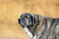 closeup of central asian shepherd