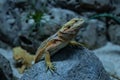 Closeup of Central bearded dragon on a rock in the aquarium Royalty Free Stock Photo