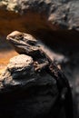 Closeup of the central bearded dragon (Pogona vitticeps) on the rock during daytime Royalty Free Stock Photo