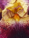 extreme closeup of a glowing brightly floral fantasy of a single dark red purple magenta and white tall bearded iris Royalty Free Stock Photo