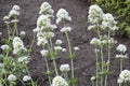 Closeup Centranthus with white flowers