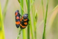 Closeup of cercopis vulnerata perching on plant stem