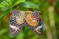 Closeup of a Cethosia biblis, red lacewing butterflies upside down on a green leaf in a garden