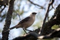 Closeup of a chalk-browed mockingbird standing on a tree branch under the sunlight at daytime