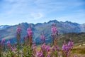 Closeup of Chamaenerion angustifolium in Surselva valley on a sunny day in Switzerland Royalty Free Stock Photo