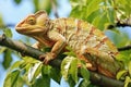closeup of a chameleon climbing a tree