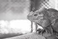 Closeup chameleon cling on the timber on blurred animal cage textured background in black and white tone with copy space