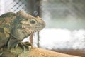 Closeup chameleon cling on the timber on blurred animal cage textured background with copy space