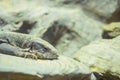 Closeup chameleon lay on the rock textured background