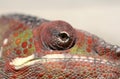 Closeup of Panther Chameleon Royalty Free Stock Photo