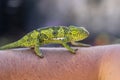 Closeup of a chameleon sitting on a hand on the island of Zanzibar, Tanzania, Africa