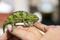 Closeup of a chameleon sitting on a hand on the island of Zanzibar, Tanzania, Africa