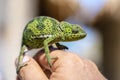 Closeup of a chameleon sitting on a hand on the island of Zanzibar, Tanzania, Africa