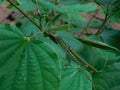 Closeup of a chameleon stands over the green leaves