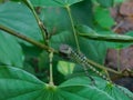 Closeup of a chameleon stands over the green leaves