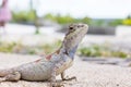 Closeup chameleon or tree lizard on the floor, wild chameleon in