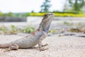 Closeup chameleon or tree lizard on the floor, wild chameleon in