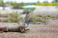 Closeup chameleon or tree lizard on the floor, wild chameleon in