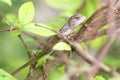 Closeup chameleon on the tree