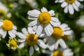 Closeup of chamomile blosom outdoor Royalty Free Stock Photo