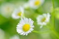 Closeup of chamomile flowers and blur background Royalty Free Stock Photo