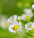 Closeup of chamomile flowers and blur background Royalty Free Stock Photo