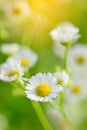 Closeup of chamomile flowers and blur background Royalty Free Stock Photo