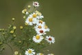 Closeup of chamomile flowers on blurred green background Royalty Free Stock Photo