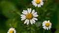 Closeup chamomile isolated on white background, ox eye daisy Royalty Free Stock Photo