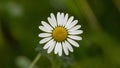 Closeup chamomile isolated on white background, ox eye daisy Royalty Free Stock Photo