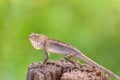 Closeup of Changeable lizard on tree Royalty Free Stock Photo