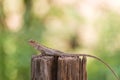 Closeup of Changeable lizard on tree Royalty Free Stock Photo